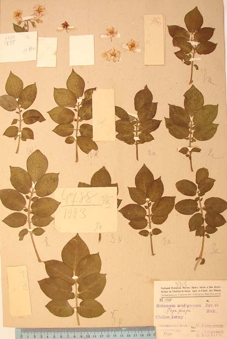 S. tuberosum elegans Lectotypus 1993